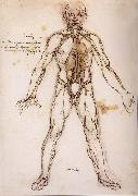 LEONARDO da Vinci, You branching of the Blutgefabe, anatomical figure with heart kidneys and Blutgefaben